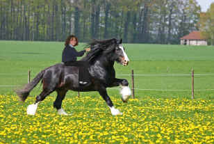 shire horse and me.